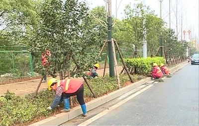 市園林綠化管理中心:綠化提質 打造品質臨湘