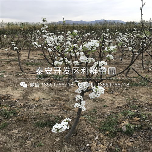 【山東黑梨樹苗出售價格、山東黑梨樹苗價格是多少】- 